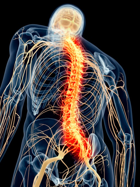 "Human spinal nerve pain